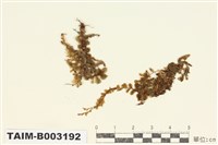 藏品(提燈苔科)的圖片